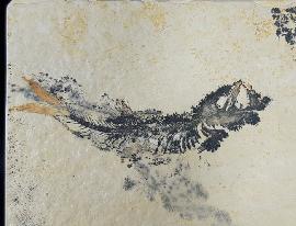 Solnhofen - Fische - Leptolepides sprattiformis (BLAINVILLE 1818)